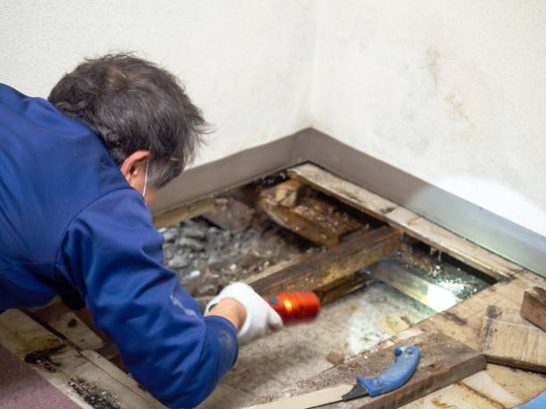 Best White Mold Remediation in Armada, MI