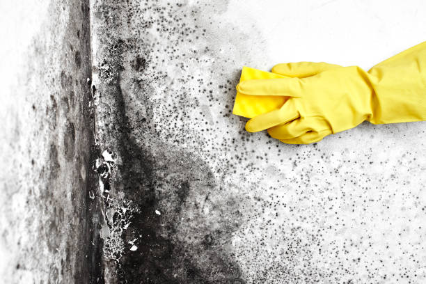 Best Residential Mold Remediation in Armada, MI