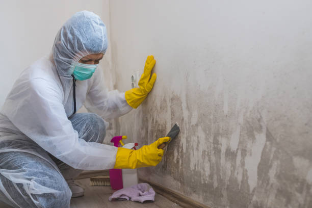 Best Basement Mold Remediation in Armada, MI