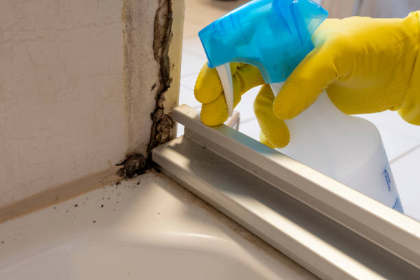 Best Emergency Mold Remediation in Armada, MI