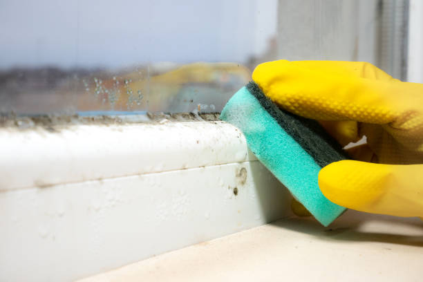 Best Commercial Mold Remediation in Armada, MI