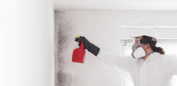 Reliable Armada, MI Mold Remediation Solutions