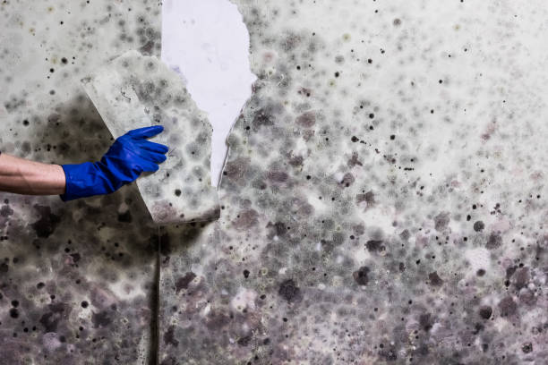 Best HVAC Mold Remediation in Armada, MI