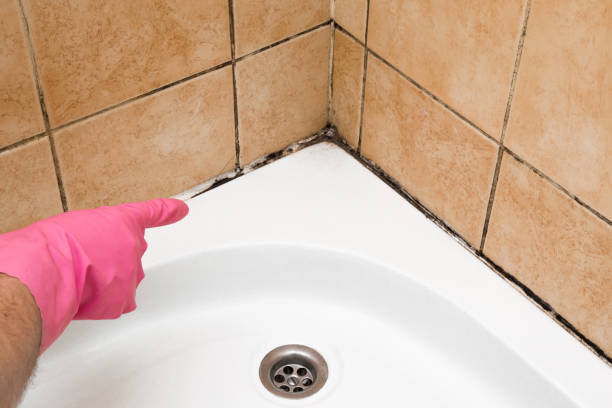 Best Attic Mold Remediation in Armada, MI